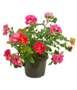 Persische Rosen, Verschiedene Farben 20 Persische Rosen, Verschiedene Farben -Pflanzen Promotion Geschäft 7815392 WE FS 005 BeetrosePersicaRosaPersicaAllgreenEyeToEye