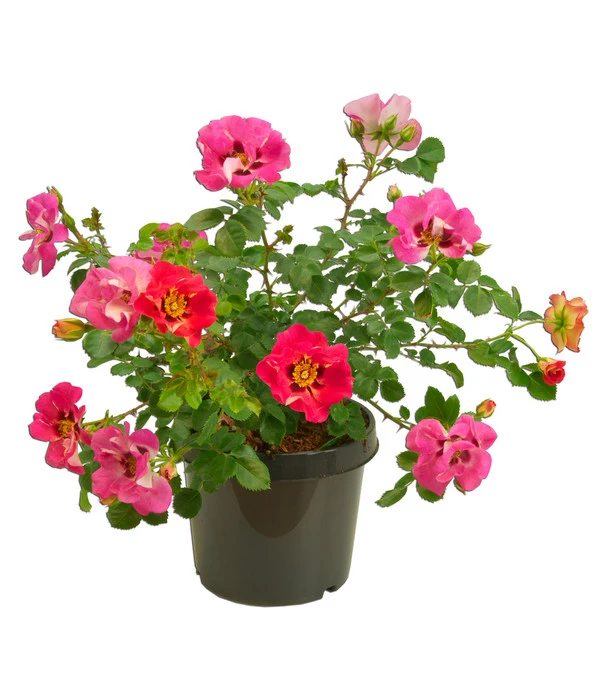 Persische Rosen, Verschiedene Farben 8 Persische Rosen, Verschiedene Farben – Bild 8