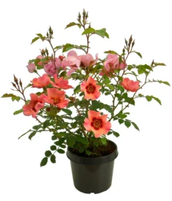 Persische Rosen, Verschiedene Farben 21 Persische Rosen, Verschiedene Farben -Pflanzen Promotion Geschäft 7815392 WE FS 006 BeetrosePersicaRosaPersicaAllgreenForYourEyesOnly