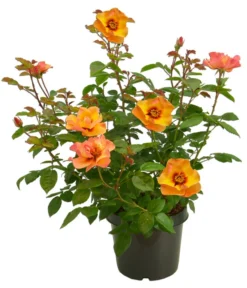 Persische Rosen, Verschiedene Farben 22 Persische Rosen, Verschiedene Farben -Pflanzen Promotion Geschäft 7815392 WE FS 007 BeetrosePersicaRosaPersicaAllgreenPersianSun