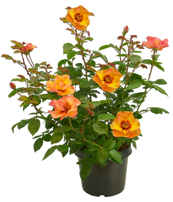 Persische Rosen, Verschiedene Farben 10 Persische Rosen, Verschiedene Farben – Bild 10