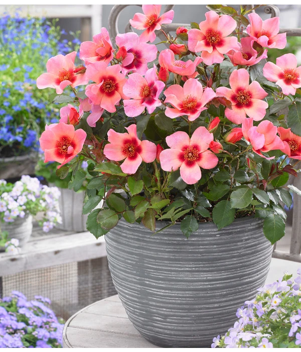 Persische Rosen, Verschiedene Farben 12 Persische Rosen, Verschiedene Farben – Bild 12