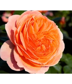 Edelrose 'Chippendale®' -Pflanzen Promotion Geschäft 7830284 BildD 001 EdelroseChippendaleChippendale