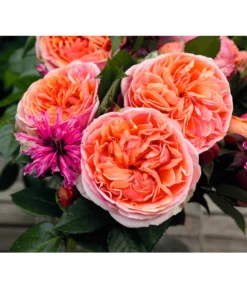 Edelrose 'Chippendale®' -Pflanzen Promotion Geschäft 7830284 BildD 002 EdelroseChippendaleChippendale