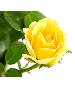 Bodendeckerrose 'Yellow Fairy®' -Pflanzen Promotion Geschäft 7844186 PR DE 001 BodendeckerroseYellowFairy2LDehnerExpressHerzig