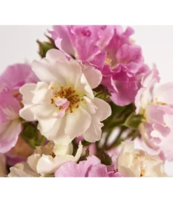 Ramblerrosen, Verschiedene Sorten