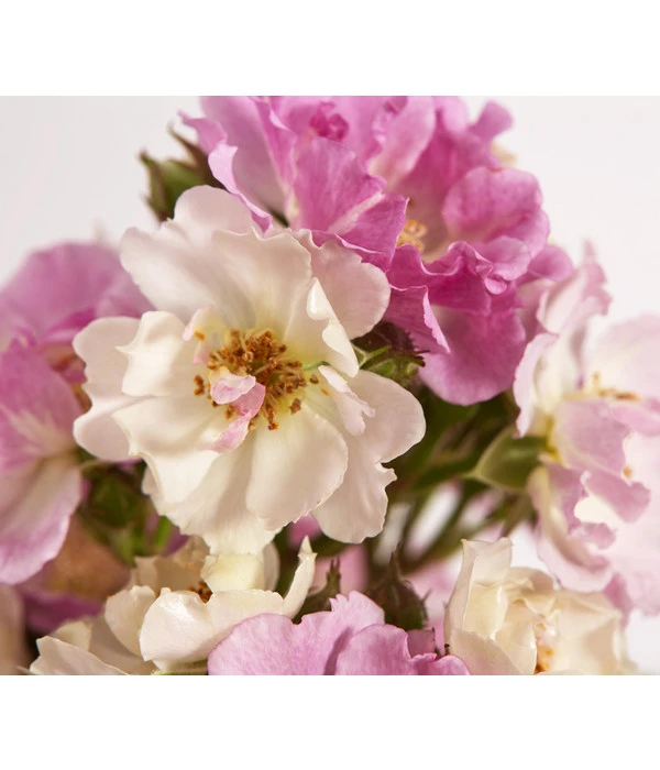 Ramblerrosen, Verschiedene Sorten 1 Ramblerrosen, Verschiedene Sorten