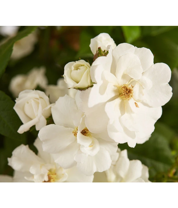 Ramblerrosen, Verschiedene Sorten 2 Ramblerrosen, Verschiedene Sorten – Bild 2