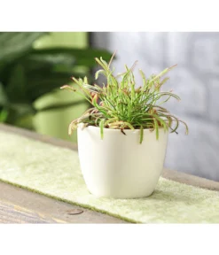 Kap-Sonnentau - Drosera Capensis -Pflanzen Promotion Geschäft 7975972 WE MO 001 SonnentauDroseraAlicaeT9DehnerExpressHerzig