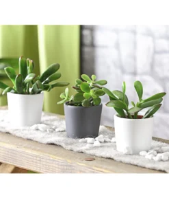 Geldbaum-Set - Crassula, Verschiedene Sorten, 3-teilig -Pflanzen Promotion Geschäft 7976319 WE MO 001 GeldbaumCrassula3erMixT5DehnerExpressHerzig