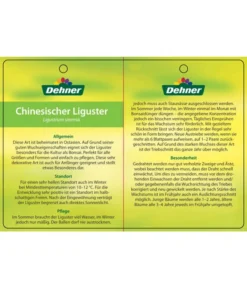 Bonsai Chinesischer Liguster - Ligustrum Sinensis, Kugelförmig, 6 Jahre -Pflanzen Promotion Geschäft 7976947 ChinesischerLigusterEtikett2