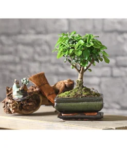 Bonsai Chinesischer Liguster - Ligustrum Sinensis, Kugelförmig, 6 Jahre -Pflanzen Promotion Geschäft 7976970 WE MO 001 BonsaiChinesischerLigusterLigustrumSinensis6JahreKugelformDehnerExpressHerzig2
