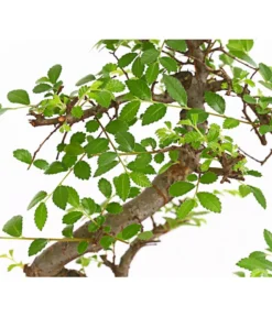 Bonsai Chinesische Ulme - Ulmus Parviflora, 8 Jahre -Pflanzen Promotion Geschäft 7976988 WE DE 001 BonsaiChinesischeUlmeUlmusParviflora8JahreDehnerExpressHerzig2