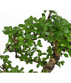 Bonsai Fukientee - Carmona Microphylla, 12-15 Jahre -Pflanzen Promotion Geschäft 7976996 WE DE 001 BonsaiFukienteeCarmonaMicrophyllaBis15JahreDehnerExpressHerzig2