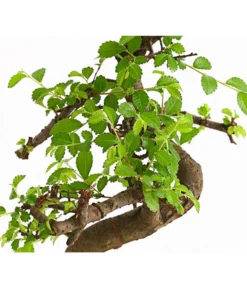 Bonsai Chinesische Ulme - Ulmus Parviflora, Anfänger-Set 7 Bonsai Chinesische Ulme - Ulmus Parviflora, Anfänger-Set -Pflanzen Promotion Geschäft 7977085 WE DE 001 GeschenksetBonsaiChinesischeUlmeUlmusParviflora6JahreDehnerExpressHerzig