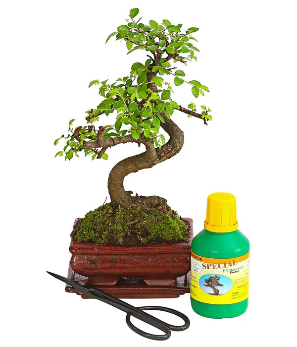 Bonsai Chinesische Ulme - Ulmus Parviflora, Anfänger-Set 1 Bonsai Chinesische Ulme - Ulmus Parviflora, Anfänger-Set
