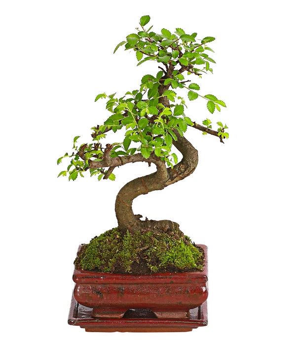 Bonsai Chinesische Ulme - Ulmus Parviflora, Anfänger-Set 2 Bonsai Chinesische Ulme - Ulmus Parviflora, Anfänger-Set – Bild 2