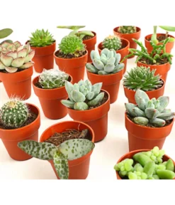 Mini Kakteen- & Sukkulenten-Set, Verschiedene Sorten, 20-teilig -Pflanzen Promotion Geschäft 7977358 we DE 001 MiniKakteenUndSukkulenten20erMixDehnerExpressHerzig