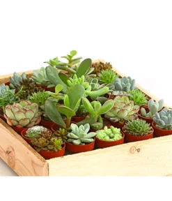 Mini Sukkulenten-Set, Verschiedene Sorten In Holzkiste, 30-teilig -Pflanzen Promotion Geschäft 7977366 WE DE 001 MiniSukkulenten30erMixMitHolzkisteT3DehnerExpressHerzig