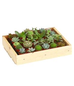 Mini Sukkulenten-Set, Verschiedene Sorten In Holzkiste, 30-teilig