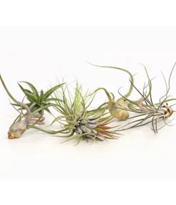 Tillandsien - Tillandsia Hybride, Verschiedene Sorten, 6-teilig -Pflanzen Promotion Geschäft 7977663 we DE 001 Tillandsien6erMixDehnerExpressHerzig