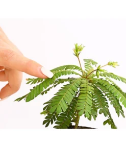 Südseepalme - Biophytum Sensitivum, 2er-Set -Pflanzen Promotion Geschäft 7977762 PR DE 001 BiophytumSensitivumSuedseepalme2erSetT9StreckeDehnerExpressHerzig