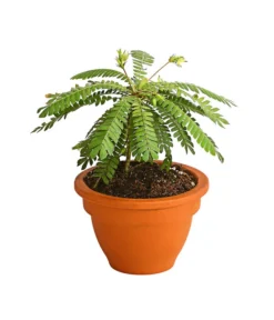 Pflanzen Promotion Geschäft -Pflanzen Promotion Geschäft 7977762 PR FS 002 BiophytumSensitivumSuedseepalme2erSetT9StreckeDehnerExpressHerzig