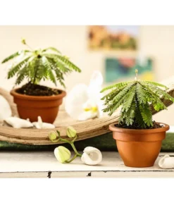 Südseepalme - Biophytum Sensitivum, 2er-Set -Pflanzen Promotion Geschäft 7977762 WE MO 001 BiophytumSensitivumSuedseepalme2erSetT9StreckeDehnerExpressHerzig