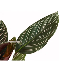 Korbmarante - Calathea Ornata 5 Korbmarante - Calathea Ornata -Pflanzen Promotion Geschäft 7977887 PR DE 001 CalatheaOrnataKorbmarantheT14StreckeDehnerExpressHerzig