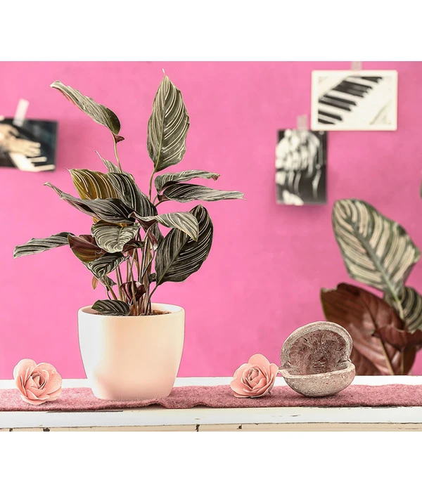 Korbmarante - Calathea Ornata 2 Korbmarante - Calathea Ornata – Bild 2