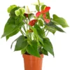 Flamingoblumen-Duo - Anthurium Andreanum