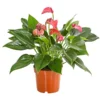 Flamingoblume - Anthurium Andreanum 'Lila Forino'
