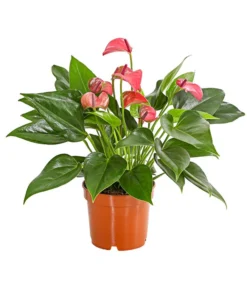 Flamingoblume - Anthurium Andreanum 'Lila Forino'