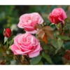Nostalgie®-Edelrose 'Wildberry®'