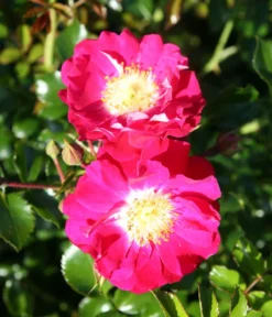 Bodendeckerrose 'Lipstick®' -Pflanzen Promotion Geschäft 7978356 PR DE 003 RoseLipstickTantau