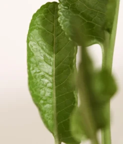 Meerrettich -Pflanzen Promotion Geschäft 8001000 WE DE 003 Meerrettich DehnerExpressZS