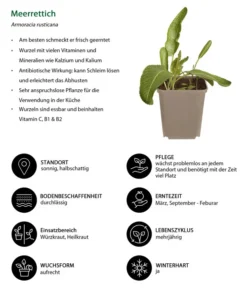 Meerrettich -Pflanzen Promotion Geschäft 8001000 WE IG 001 Meerrettich