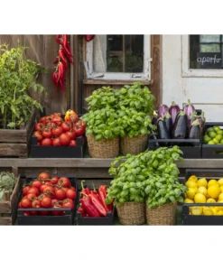 Ochsenherztomate 'Fleurette' 8 Ochsenherztomate 'Fleurette' -Pflanzen Promotion Geschäft 8002578 WE MO 001 BellaItaliaTomatePaprikaBasilikum2021GC04 1