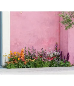 Lupine 'West Country', Verschiedene Farben -Pflanzen Promotion Geschäft 8003071 WE MO 001 AchilleaT19 NaturGarten