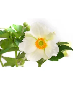 Herbst-Anemone, Verschiedene Sorten -Pflanzen Promotion Geschäft 8004137 WE DE 001 JapanischeAnemone