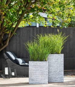 Stachelschweingras 'Strictus' 9 Stachelschweingras 'Strictus' -Pflanzen Promotion Geschäft 8006744 WE MO 001 MiscanthusStrictus BestOFGraeser2022