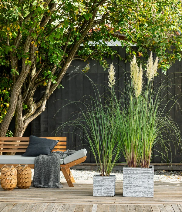 Pampasgras 'Evita' 3 Pampasgras 'Evita' – Bild 3