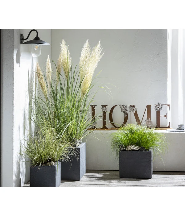 Pampasgras 'Sunningdale Silver' 2 Pampasgras 'Sunningdale Silver' – Bild 2