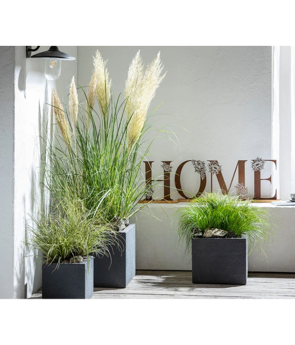 Pampasgras 'Evita' 2 Pampasgras 'Evita' – Bild 2