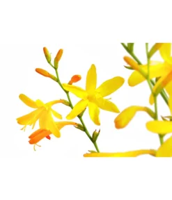 Montbretie, Verschiedene Farben -Pflanzen Promotion Geschäft 8010431 PR DE 001 CrocosimaMontbretieGelbDehnerExpressHerzig