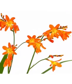 Montbretie, Verschiedene Farben -Pflanzen Promotion Geschäft 8010431 PR DE 001 CrocosmiaHybrideMontbretieT19DehnerExpressHerzig