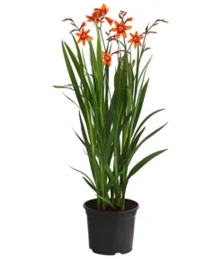 Montbretie, Verschiedene Farben