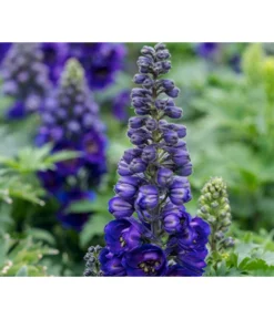 Rittersporn, Verschiedene Farben