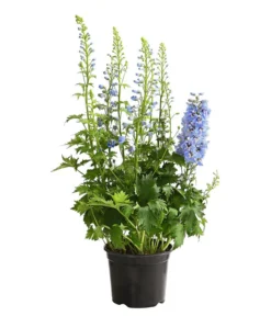 Rittersporn, Verschiedene Farben -Pflanzen Promotion Geschäft 8011413 WE FS 002 DelphiniumHybridenBlauRitterspornT19