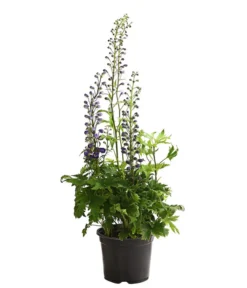 Rittersporn, Verschiedene Farben -Pflanzen Promotion Geschäft 8011413 WE FS 003 DelphiniumHybridenBlauRitterspornT19